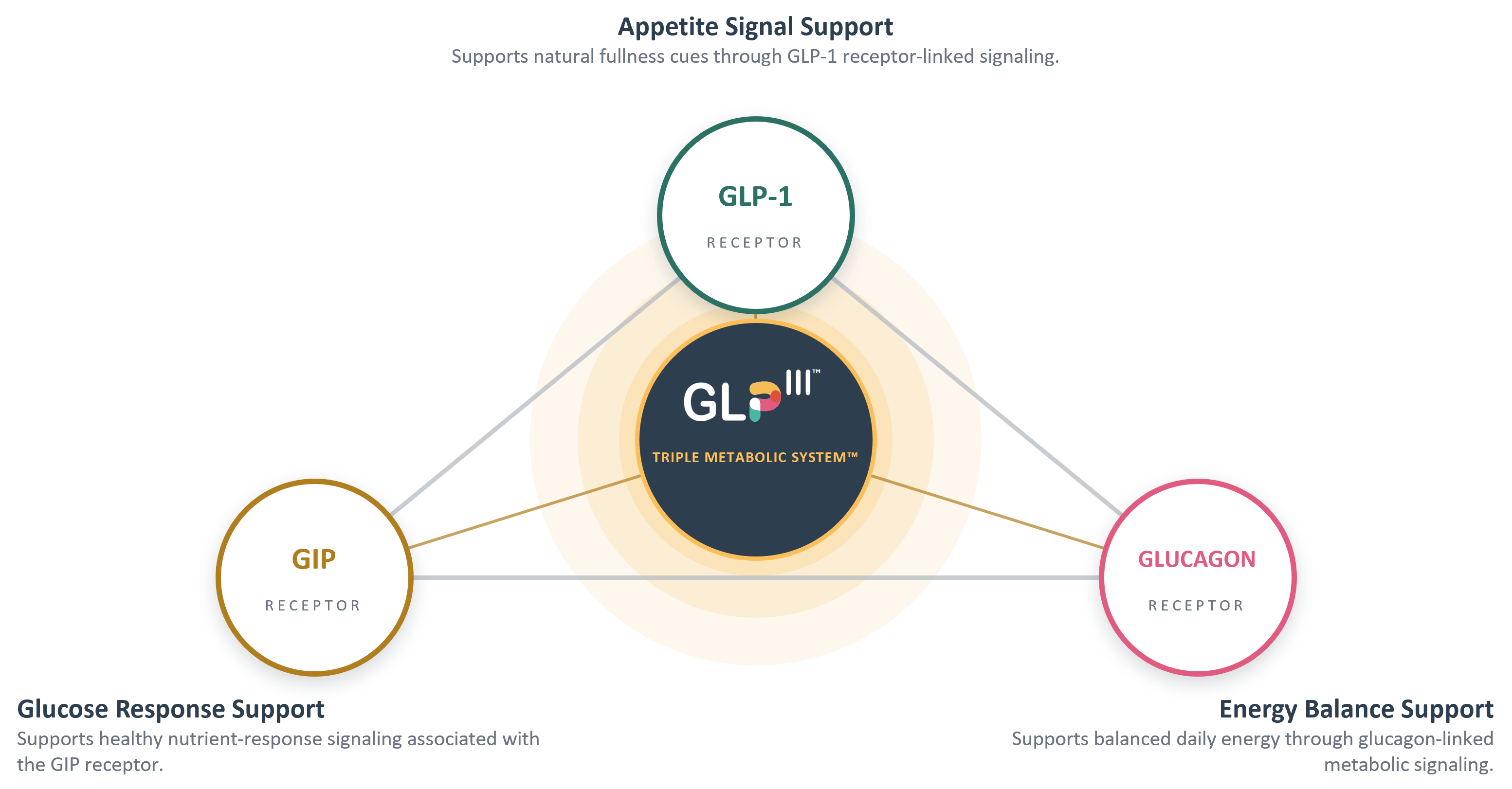 The Triple Metabolic System — GLP-1, GIP, and Glucagon receptor diagram