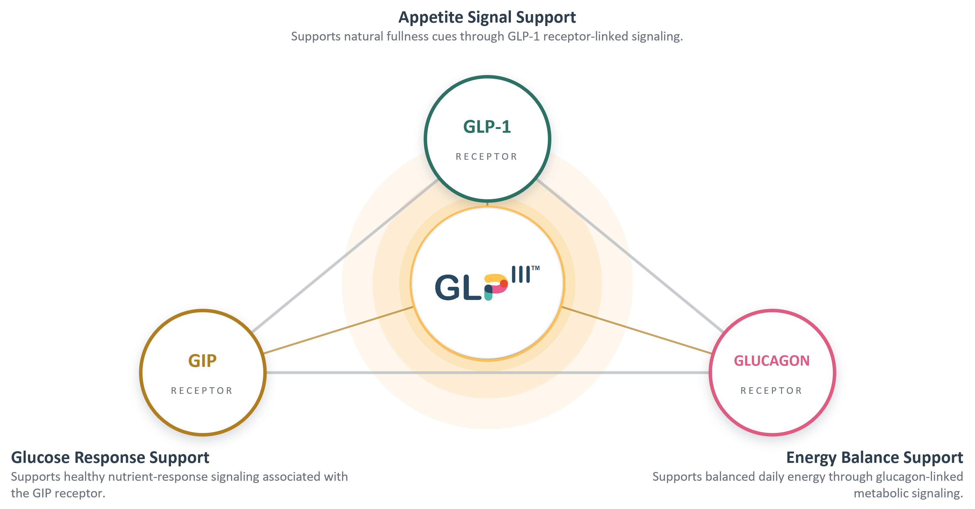The Triple Metabolic System: the GLP-III core linked to the GLP-1 receptor for appetite signal support, the GIP receptor for glucose response support, and the glucagon receptor for energy balance support.